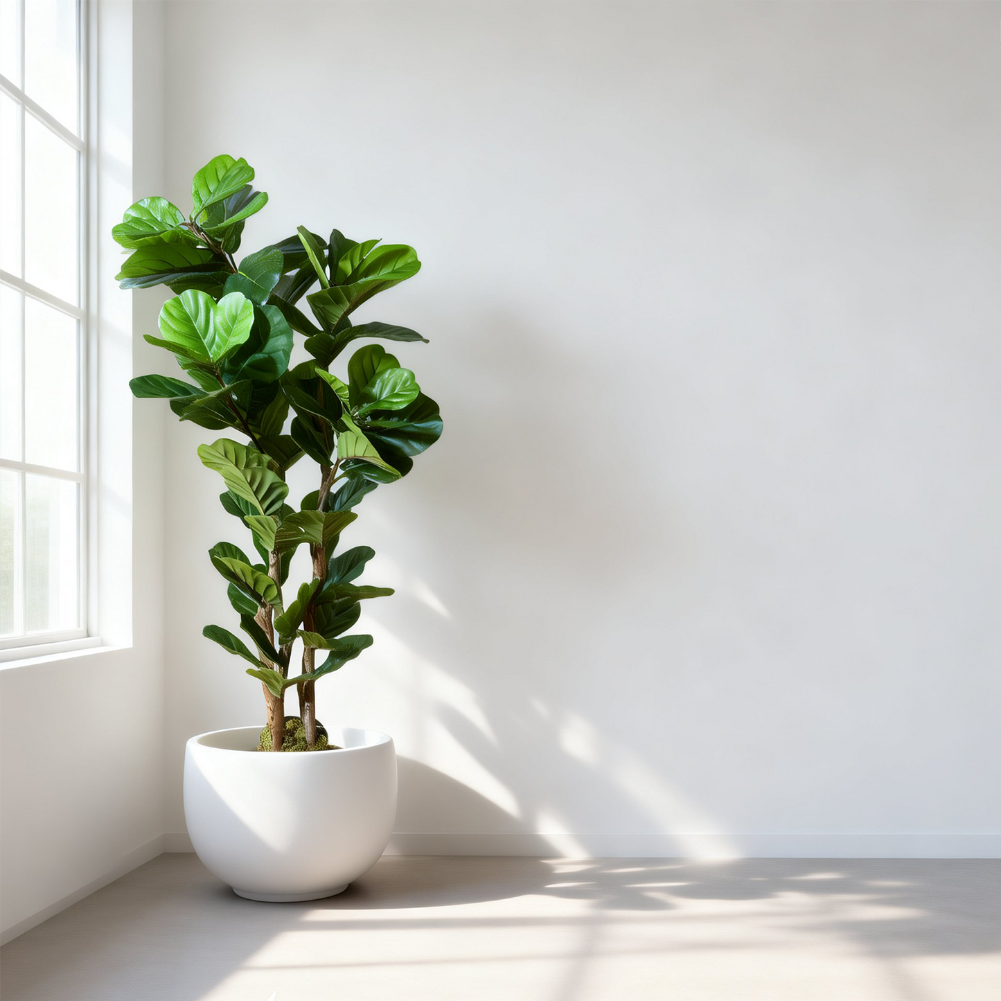 60" Fiddle Leaf Fig Tree