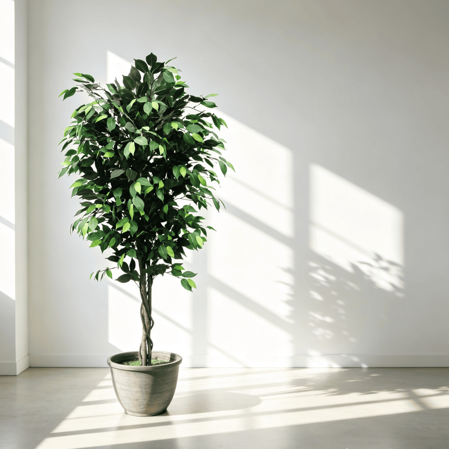 Classic Ficus
