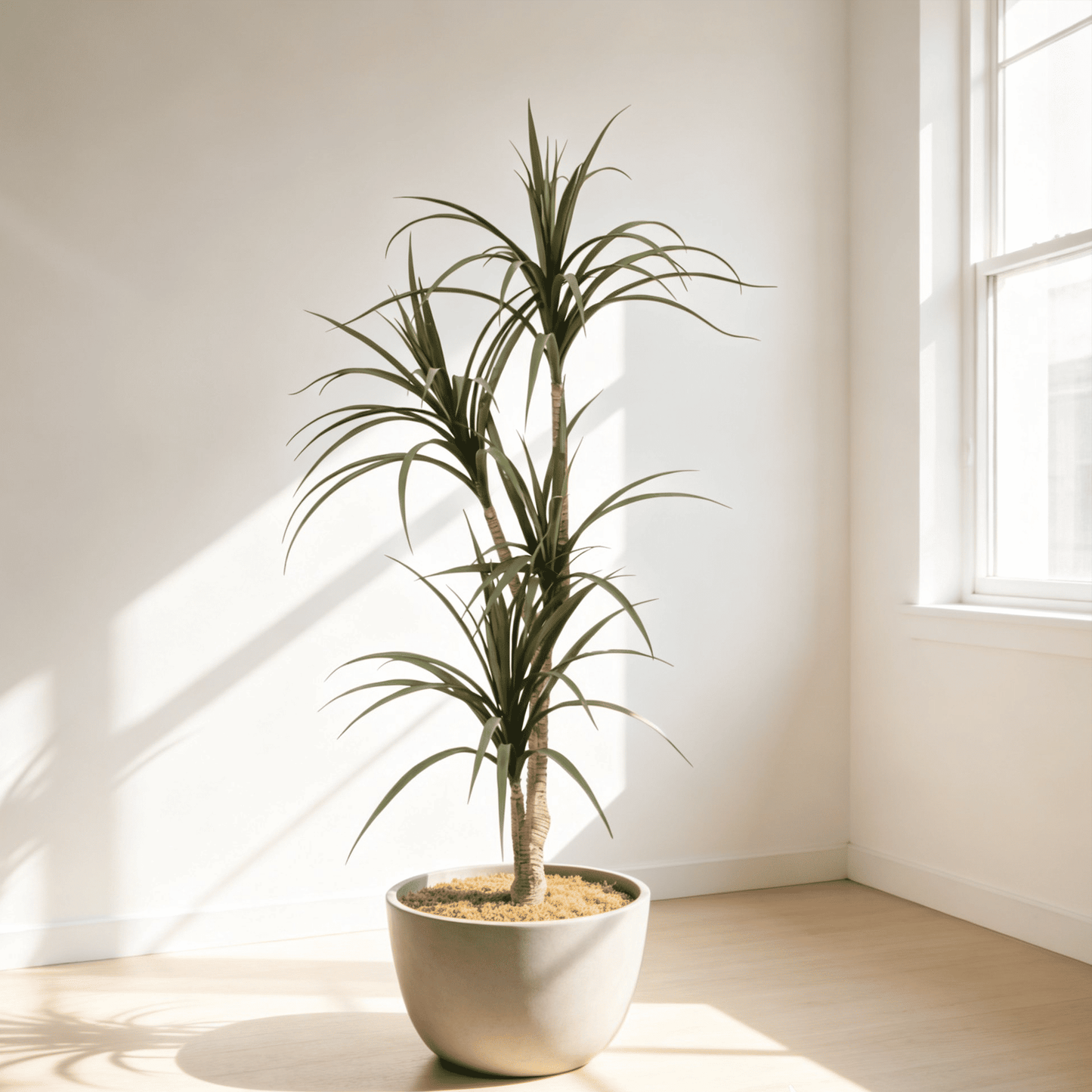 Yucca Tree