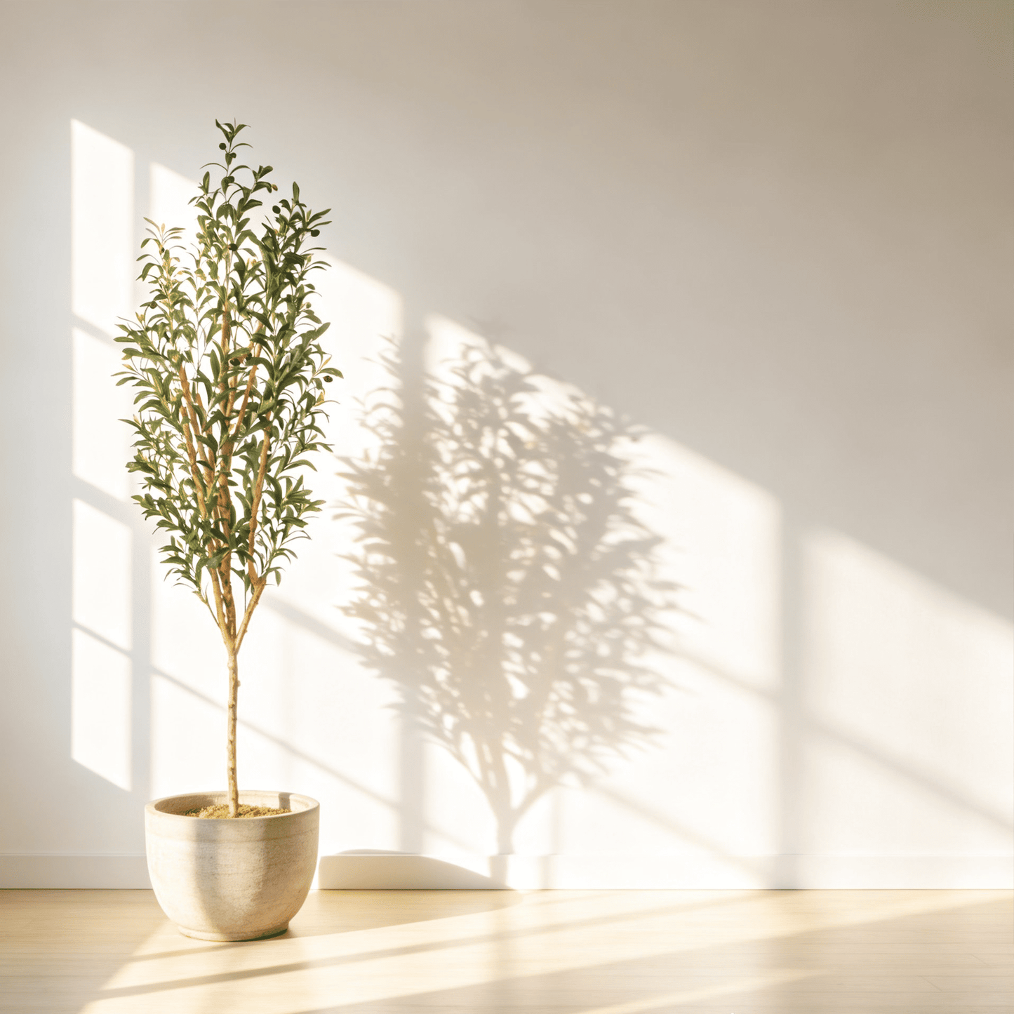 Olive Tree