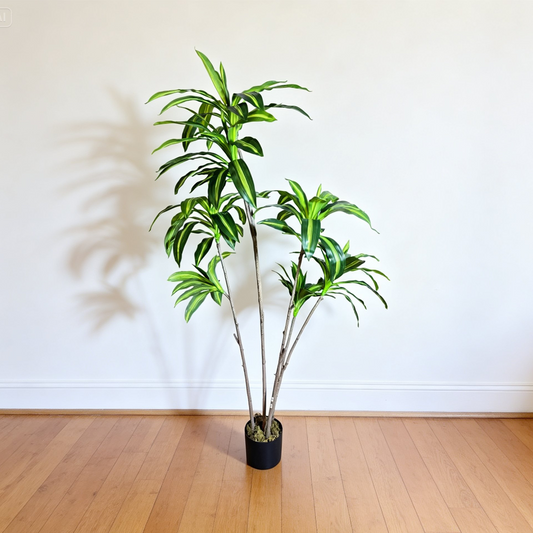 Dracaena Corn Plant