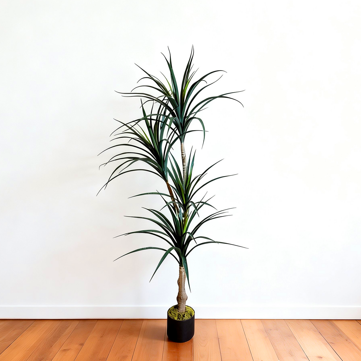 Yucca Tree