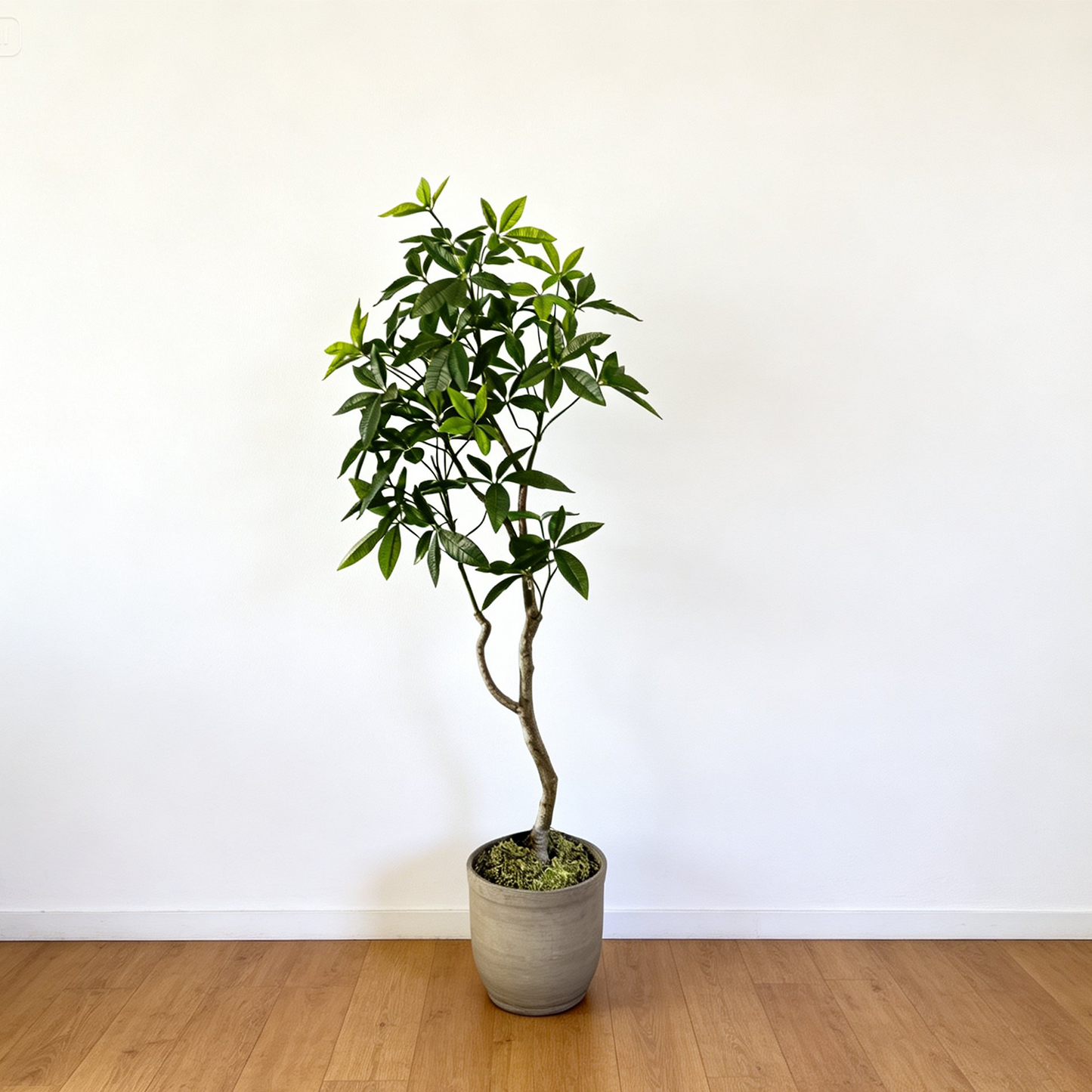 Money Tree