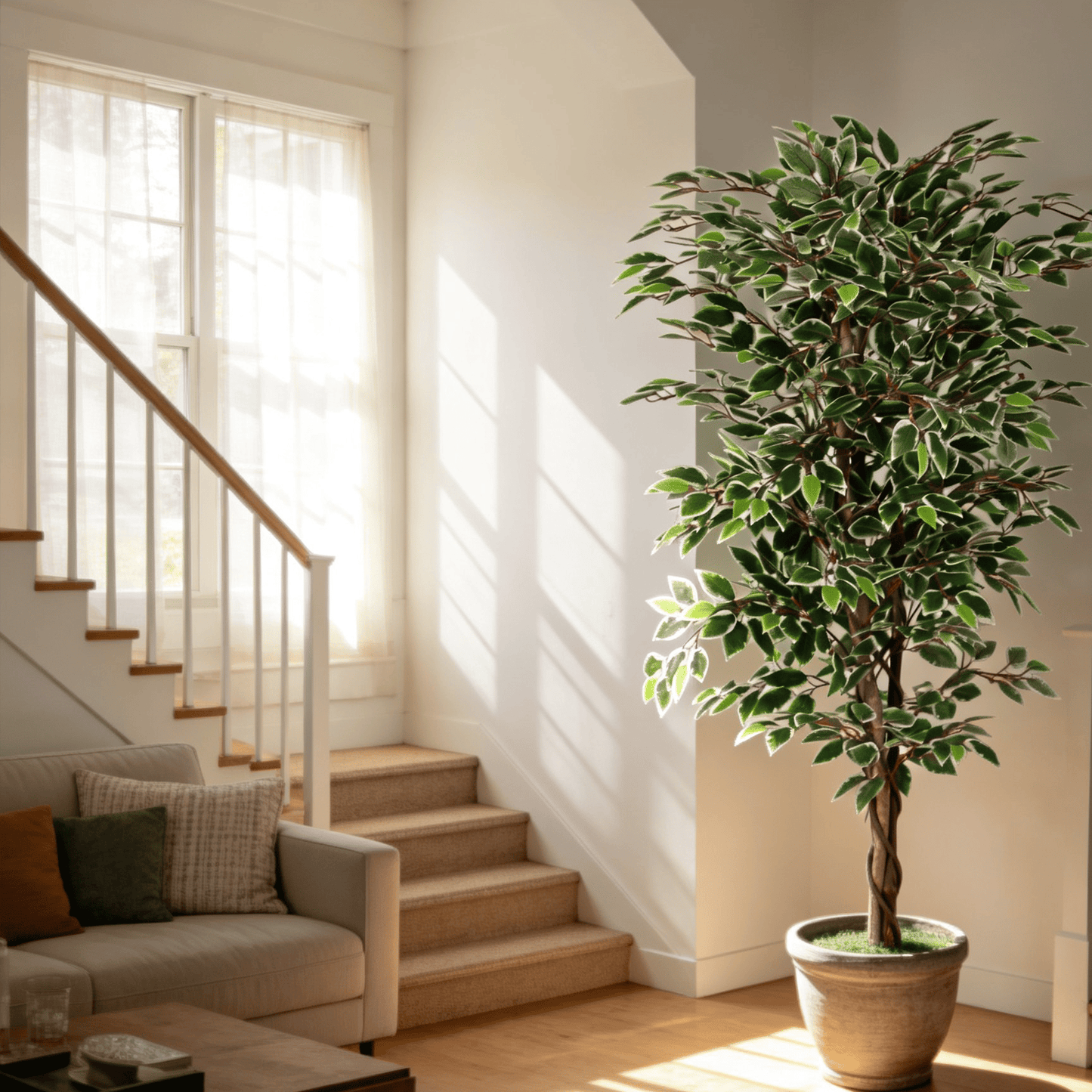 Variegated Ficus Tree
