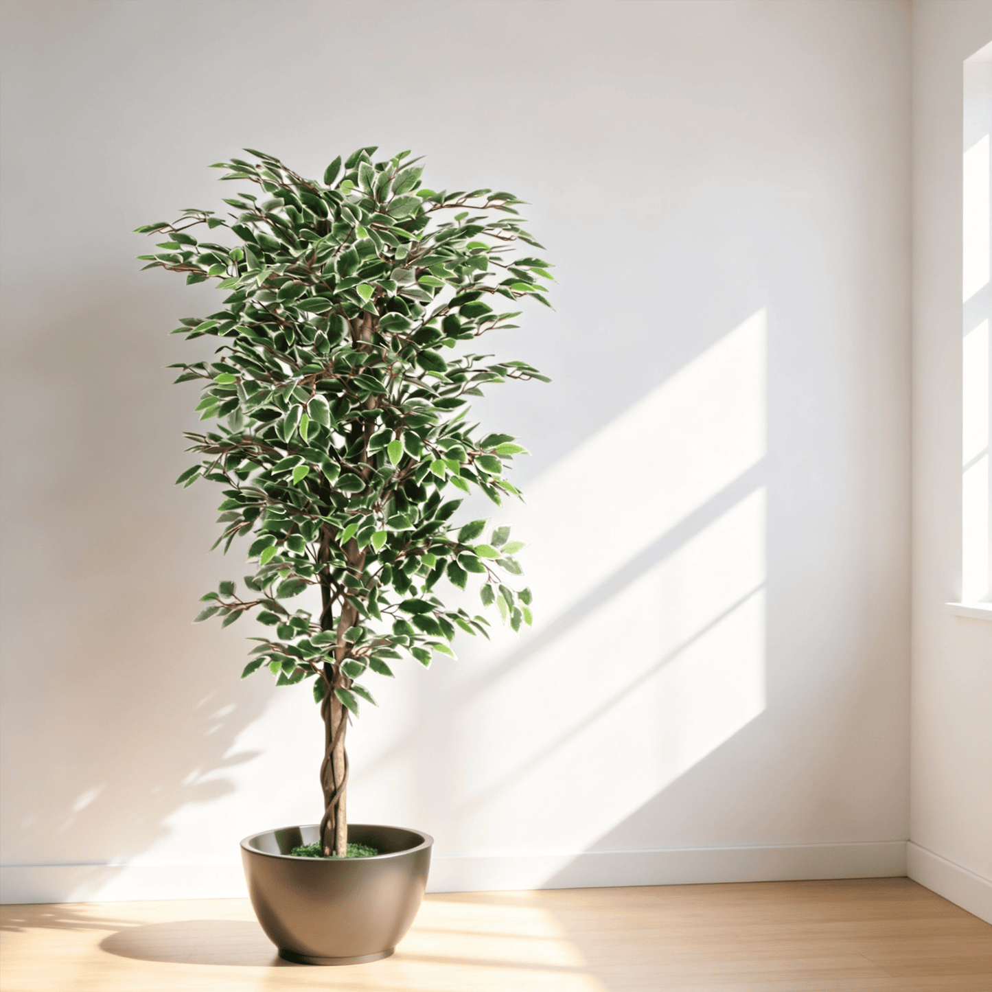 Variegated Ficus Tree