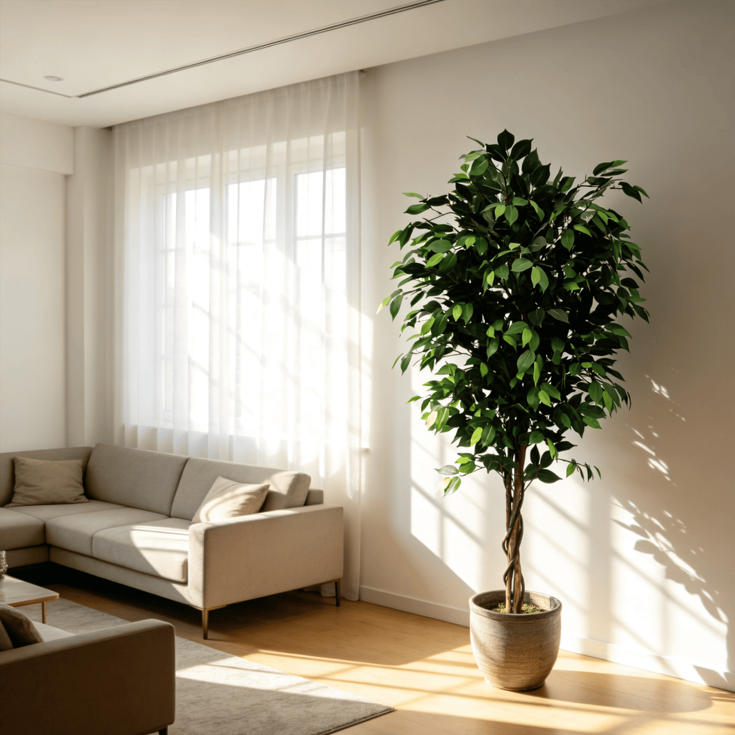 Classic Ficus
