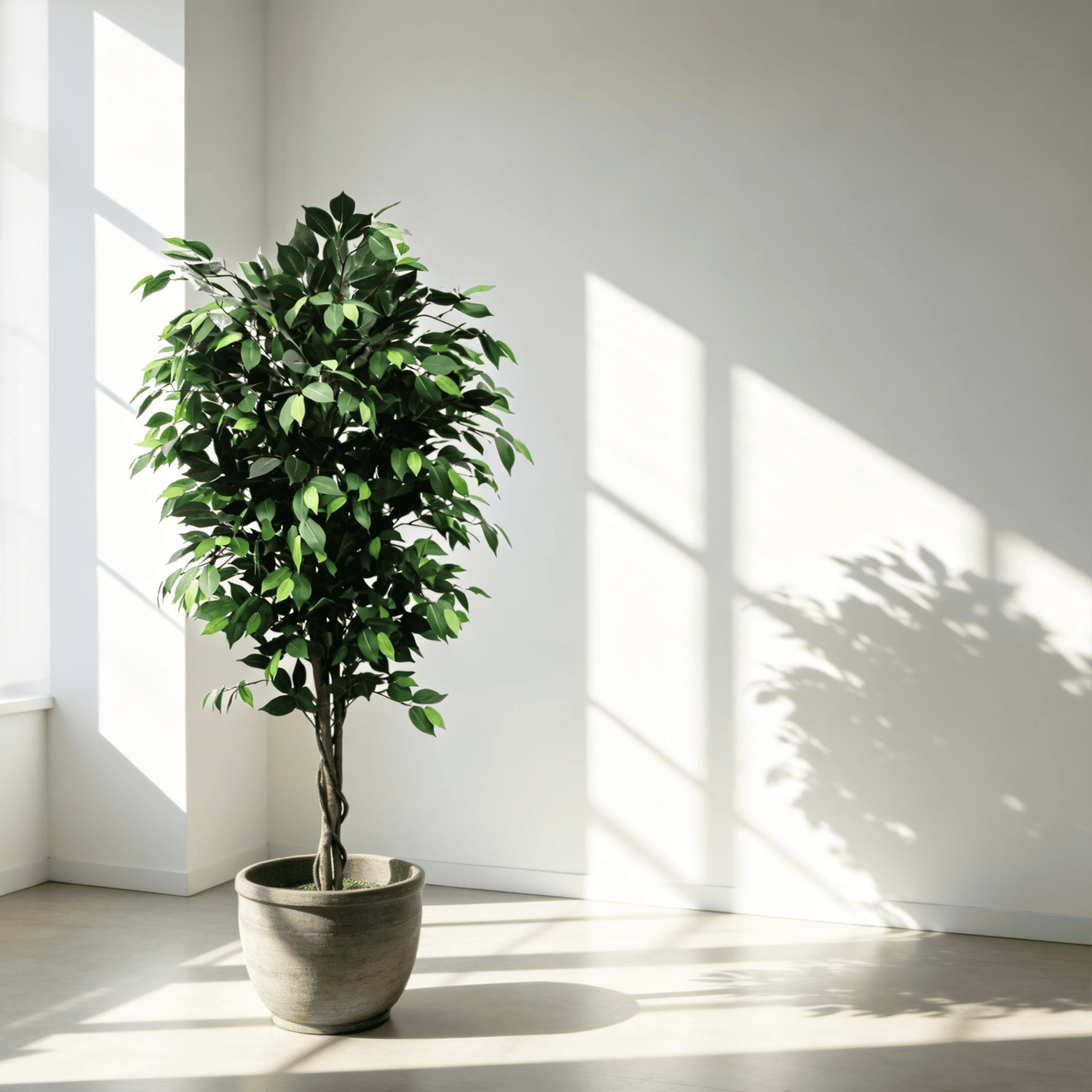Classic Ficus