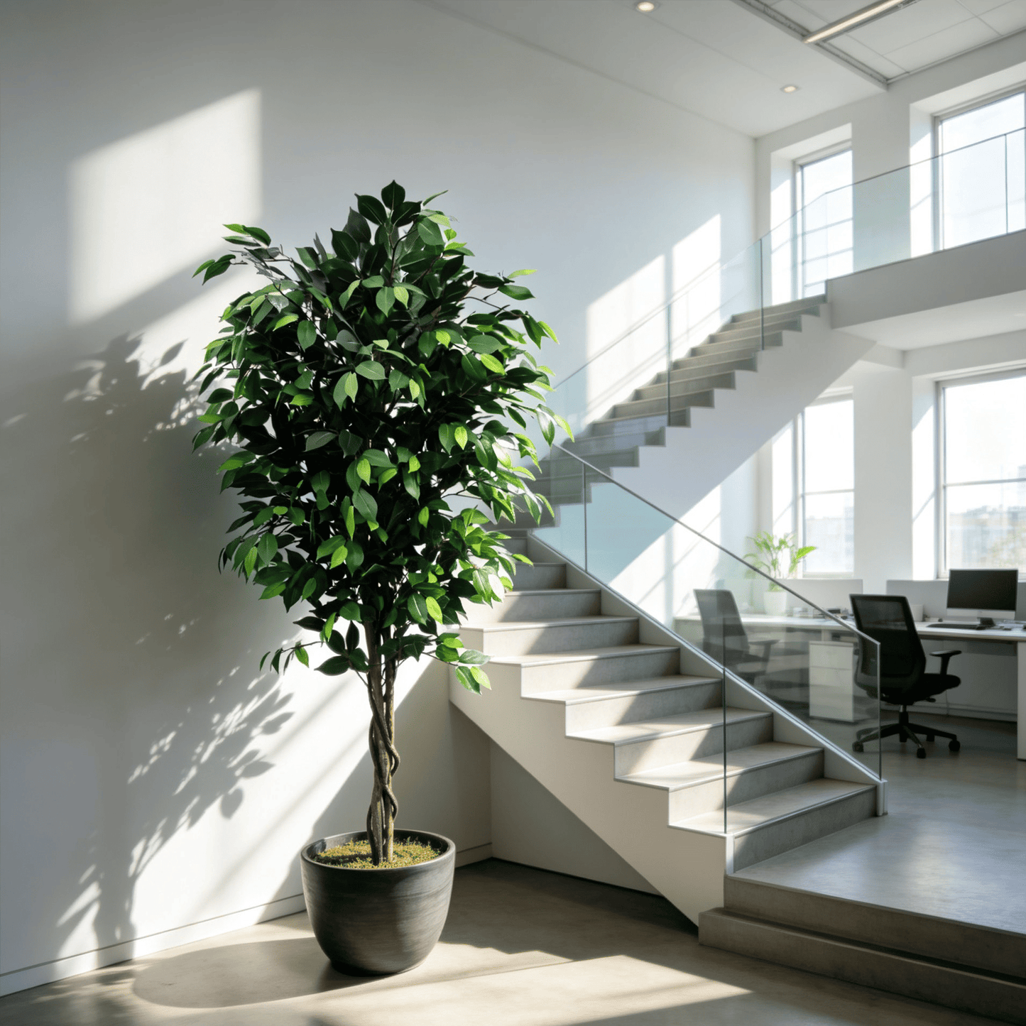 Classic Ficus