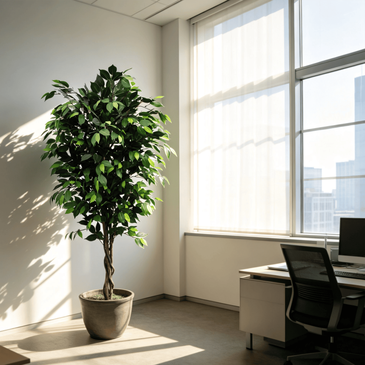 Classic Ficus